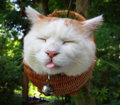 凄いところで寝てる猫の画像