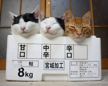 凄いところで寝てる猫の画像