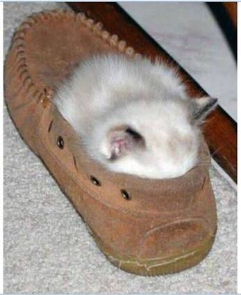 凄いところで寝てる猫の画像