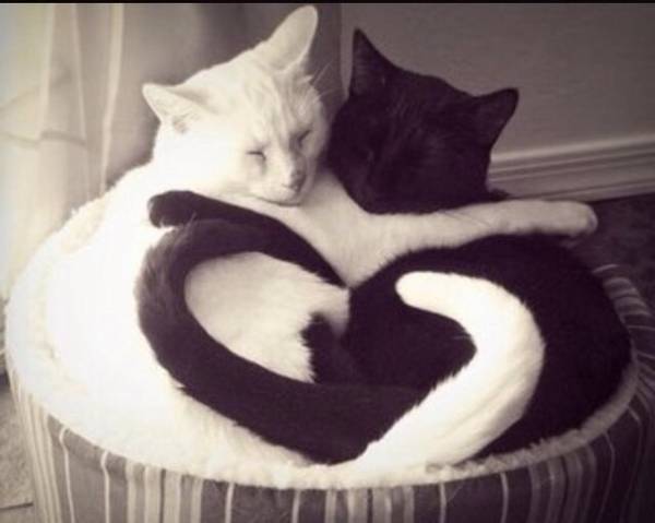 凄いところで寝てる猫の画像