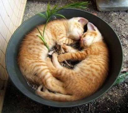凄いところで寝てる猫の画像