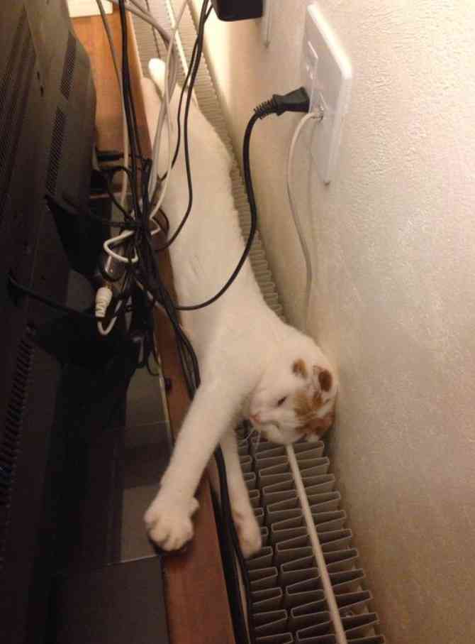 凄いところで寝てる猫の画像