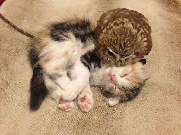 凄いところで寝てる猫の画像