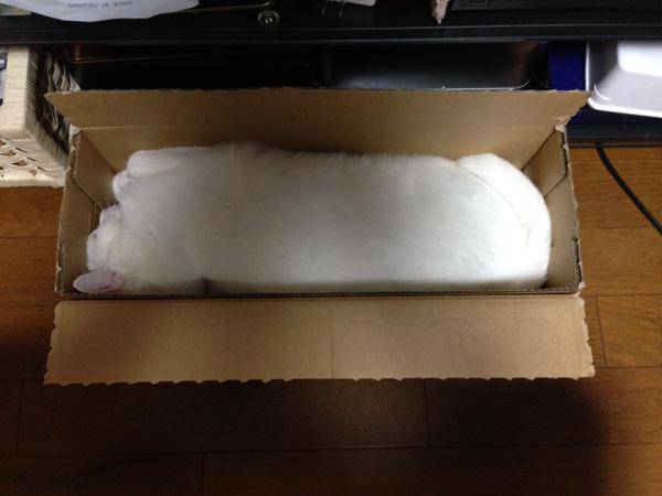 凄いところで寝てる猫の画像
