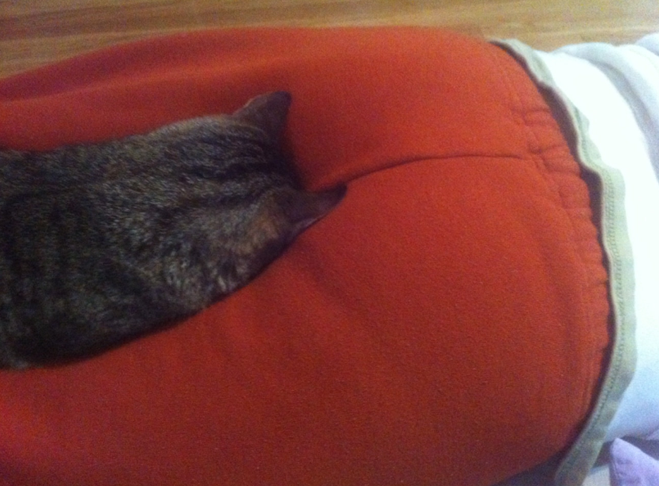 凄いところで寝てる猫の画像