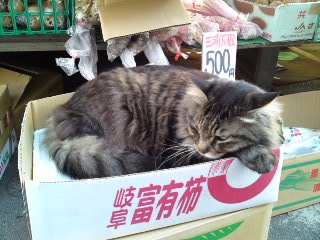 凄いところで寝てる猫の画像