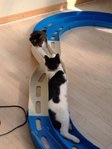 凄いところで寝てる猫の画像