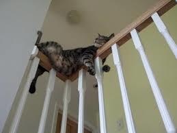 凄いところで寝てる猫の画像