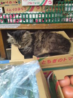 凄いところで寝てる猫の画像