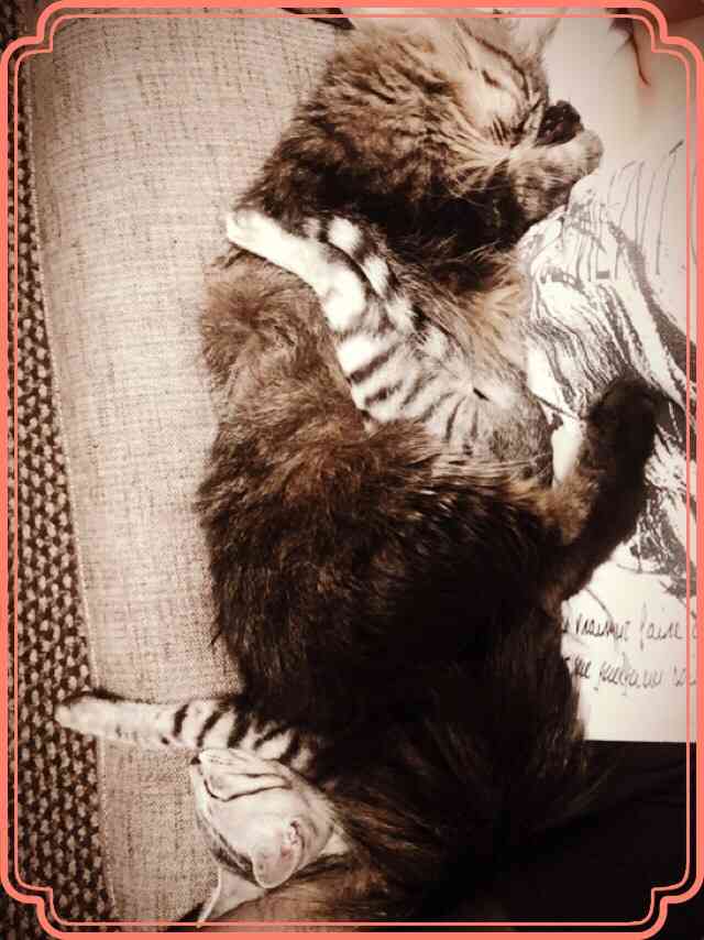 凄いところで寝てる猫の画像