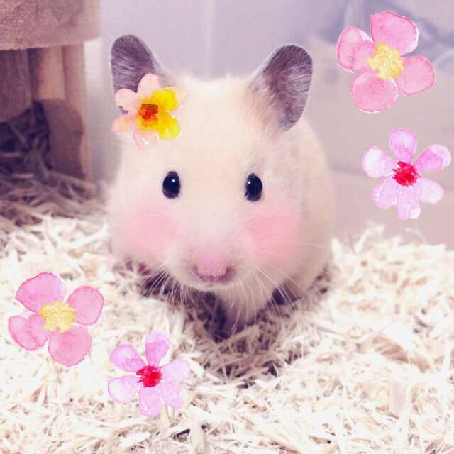 あなたの心の癒しはなんですか？