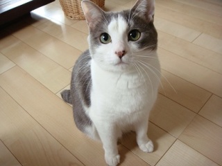 子ども番組で好きな歌は？