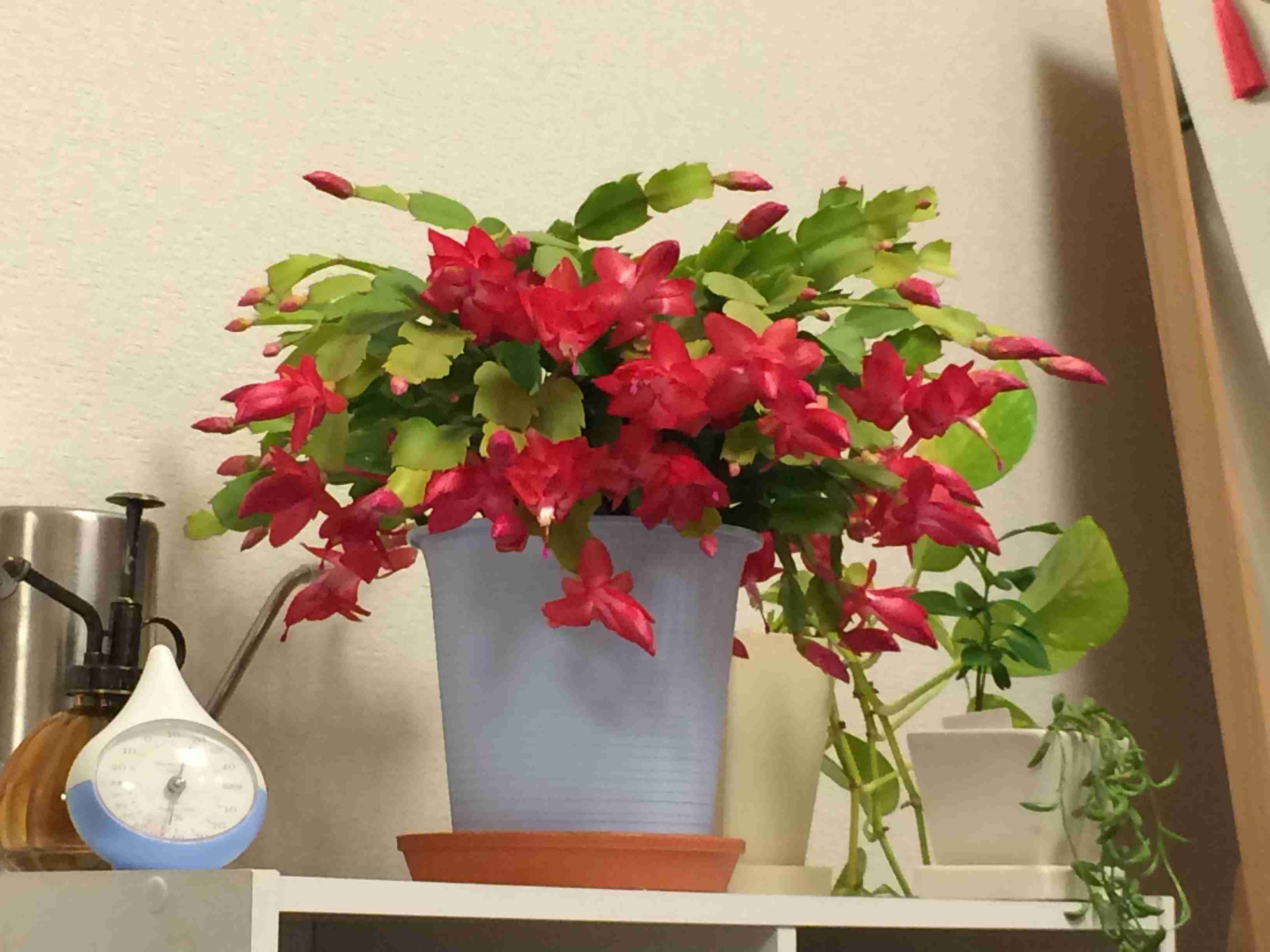 オススメの観葉植物
