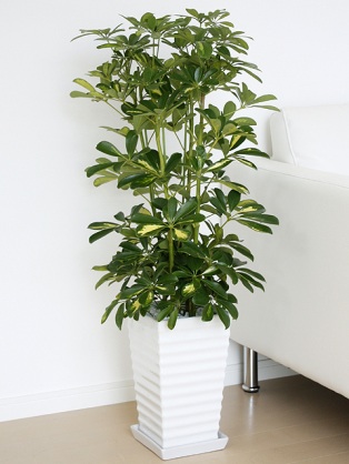 オススメの観葉植物