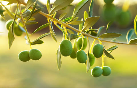 オススメの観葉植物