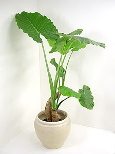 オススメの観葉植物