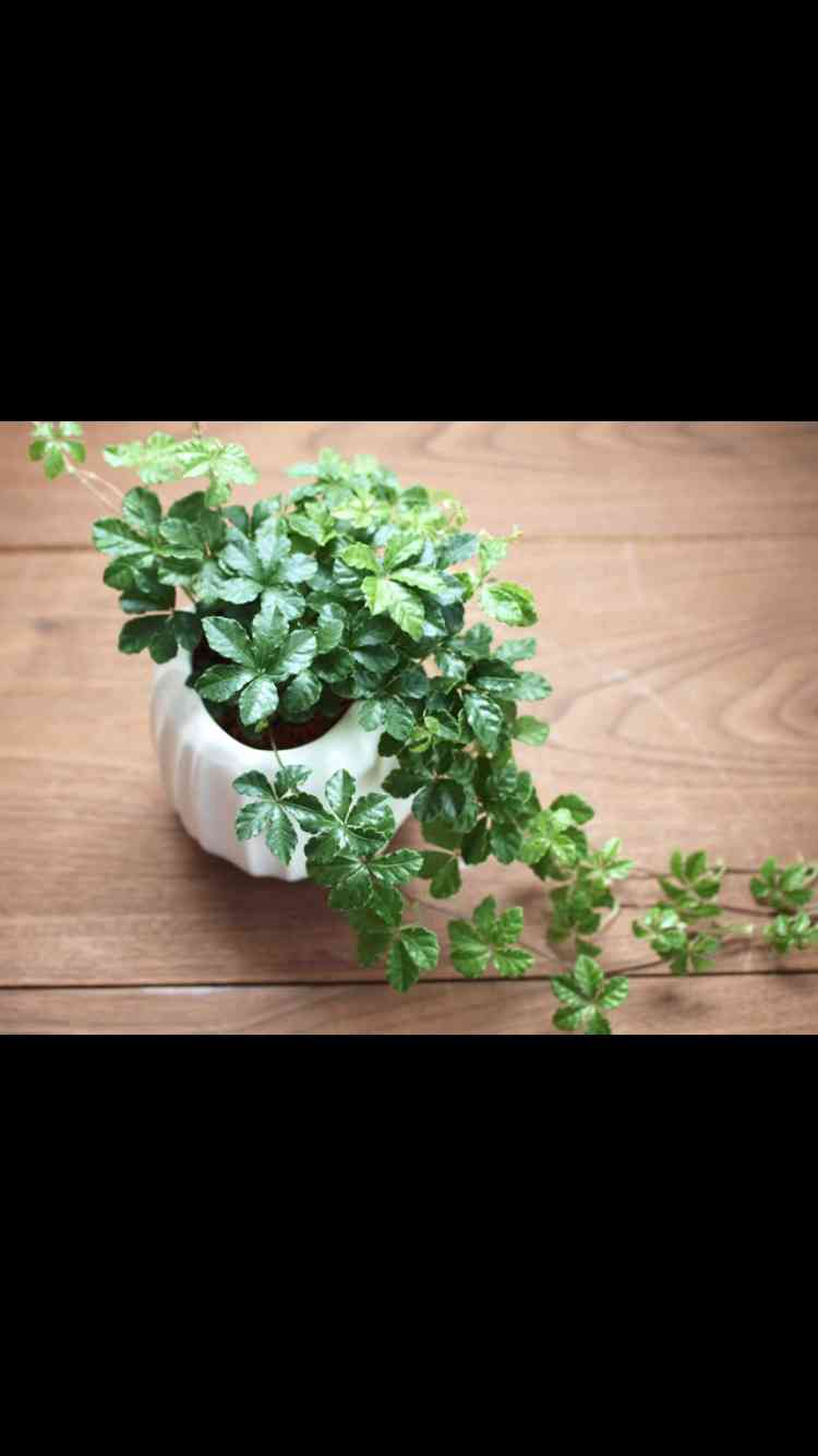 オススメの観葉植物