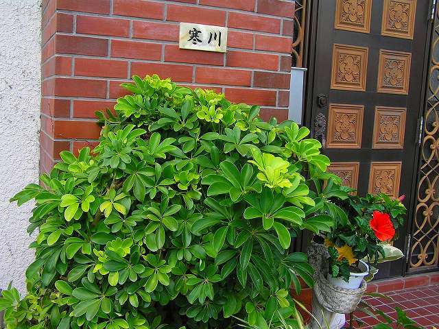 オススメの観葉植物