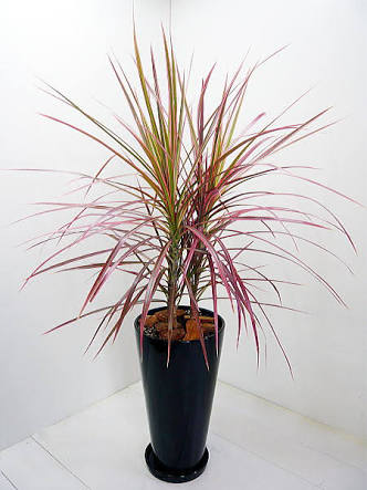 オススメの観葉植物