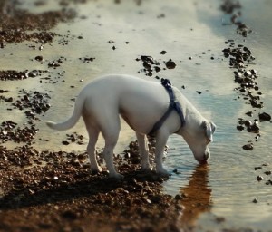 水を沢山飲むように心掛けてる人