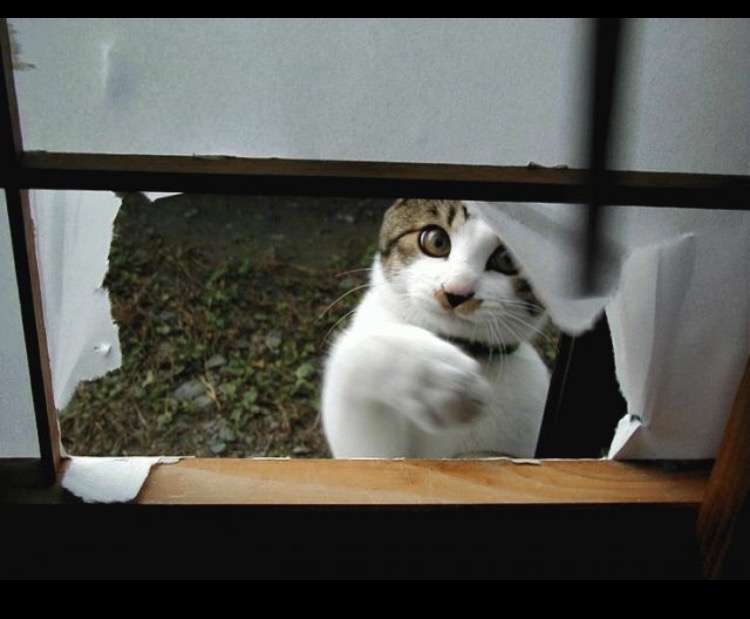 ペットが病気のとき仕事休みますか？