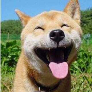 犬のしつけについて