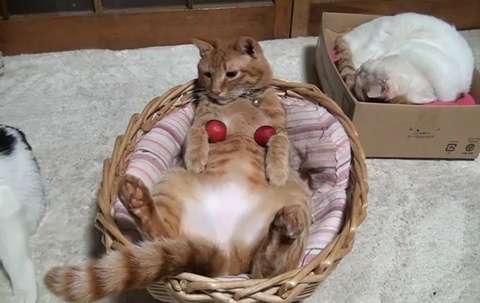 断乳後のおっぱいケアについて