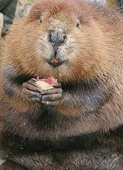 ジャニーズナンバーワンのイケメンといえば？