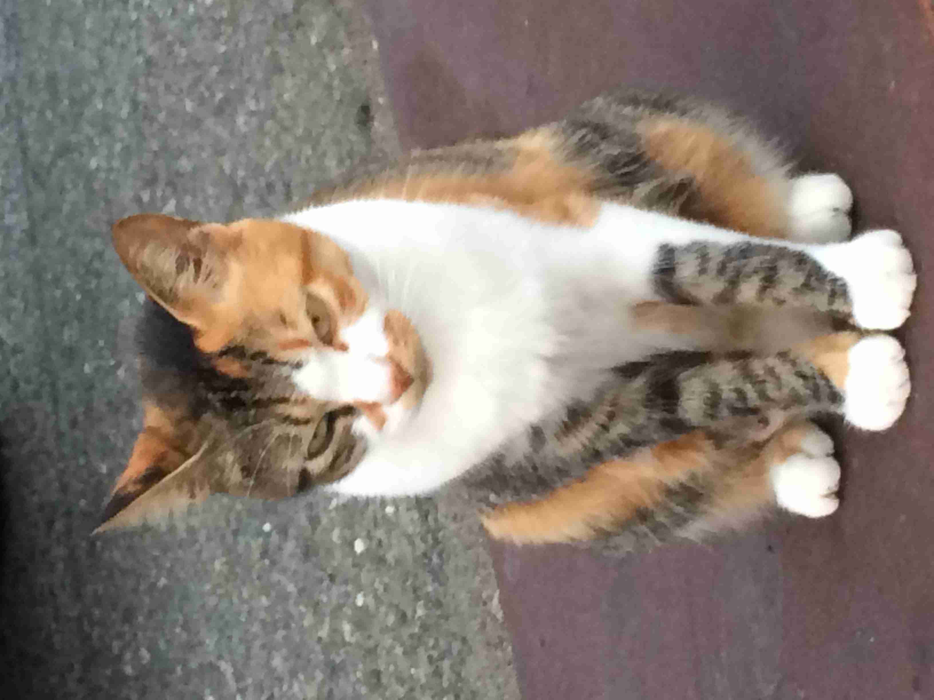 【東住吉小6女児焼死再審】母親と内縁の夫が20年ぶり釈放　和歌山と大分、再審開始決定で