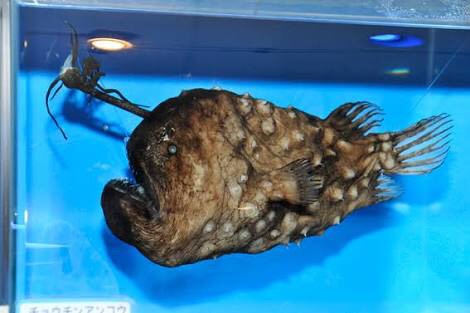 周りにいる美人さんは誰似ですか？