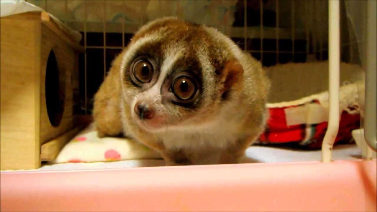 この人、動物っぽいなって人