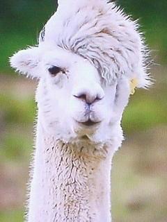 この人、動物っぽいなって人