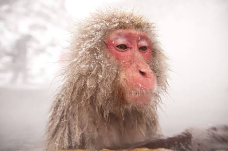 この人、動物っぽいなって人