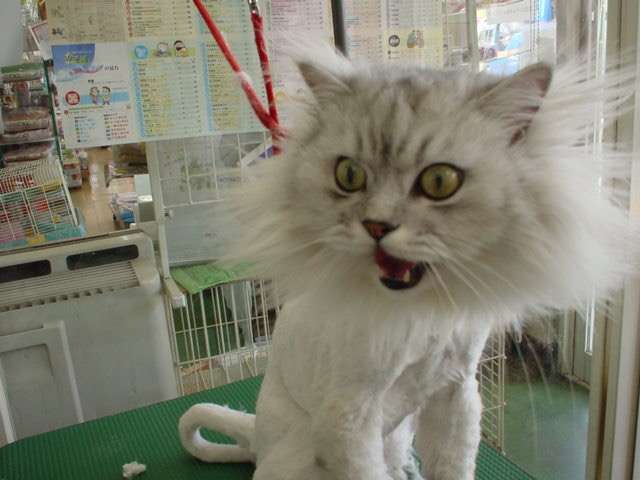 猫嫌いな人 苦手な人集まれ〜