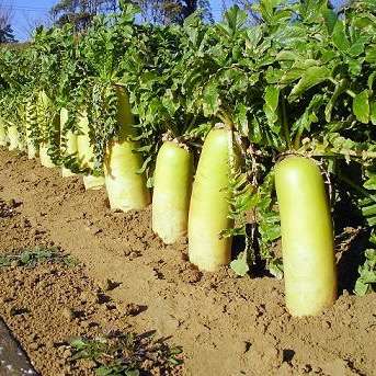 野菜の王様は何だと思いますか?