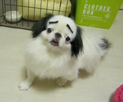 画像に適当な文を付けてみるトピ