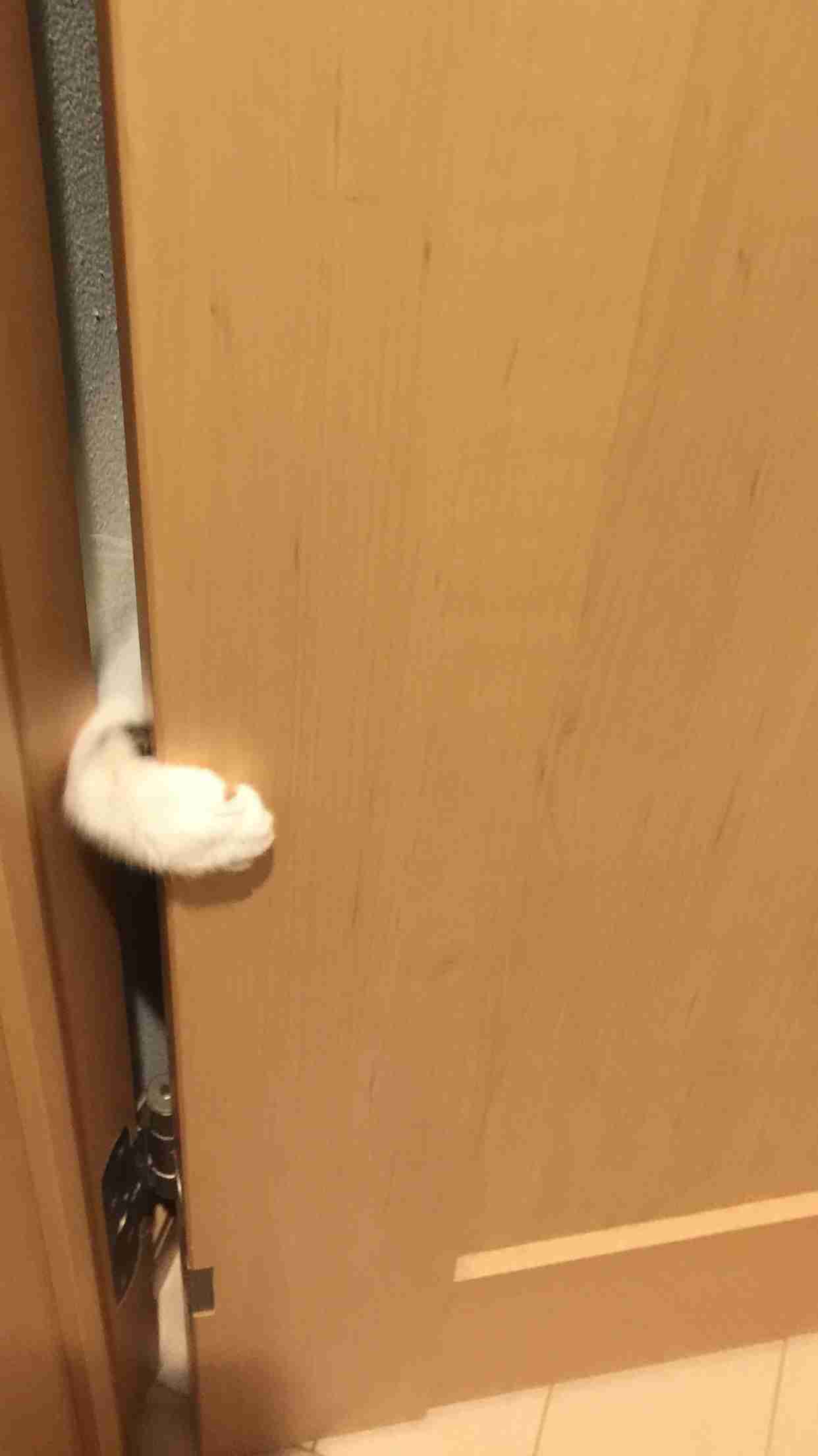 我が家のペットあるある