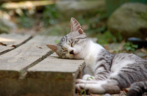 3連休が終わって絶望してる人も多いと思いますが、ここで連休中と連休明けの猫ちゃんの様子を見てみましょう