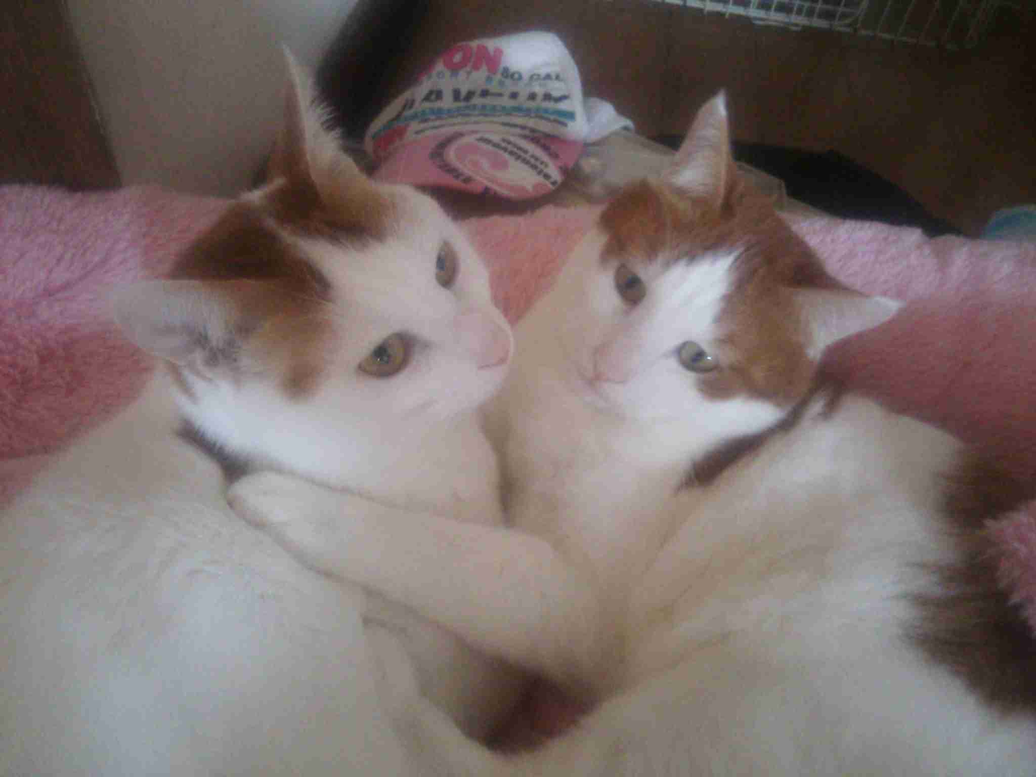 3連休が終わって絶望してる人も多いと思いますが、ここで連休中と連休明けの猫ちゃんの様子を見てみましょう