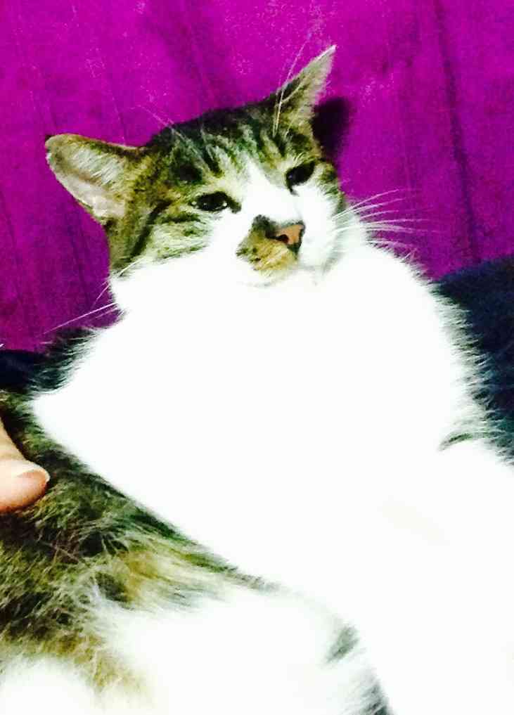 3連休が終わって絶望してる人も多いと思いますが、ここで連休中と連休明けの猫ちゃんの様子を見てみましょう