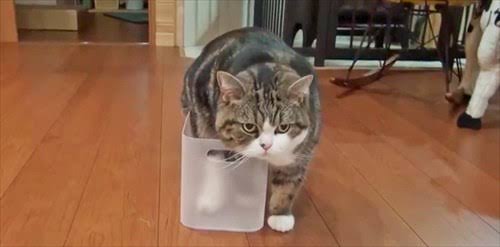 3連休が終わって絶望してる人も多いと思いますが、ここで連休中と連休明けの猫ちゃんの様子を見てみましょう