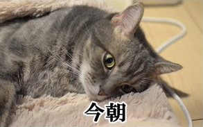 3連休が終わって絶望してる人も多いと思いますが、ここで連休中と連休明けの猫ちゃんの様子を見てみましょう