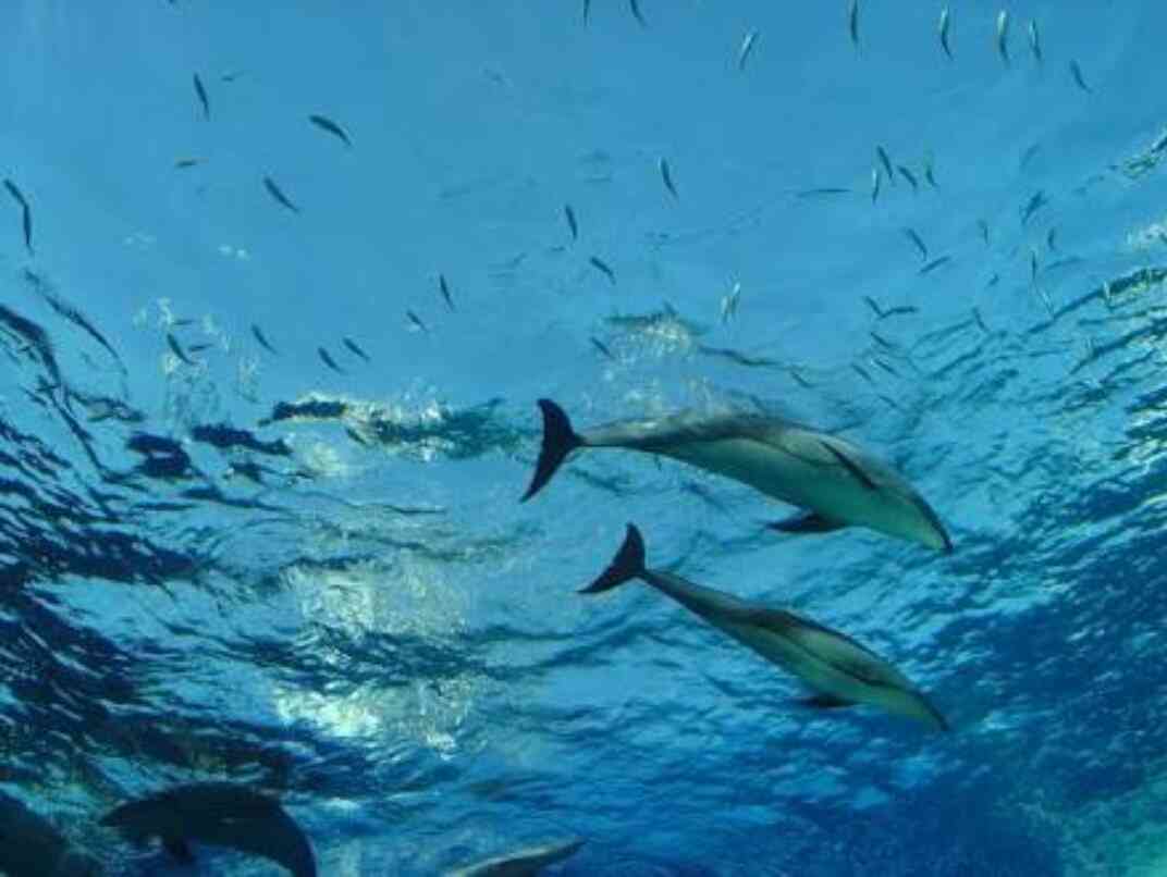 綺麗な海中の写真が集まるトピ