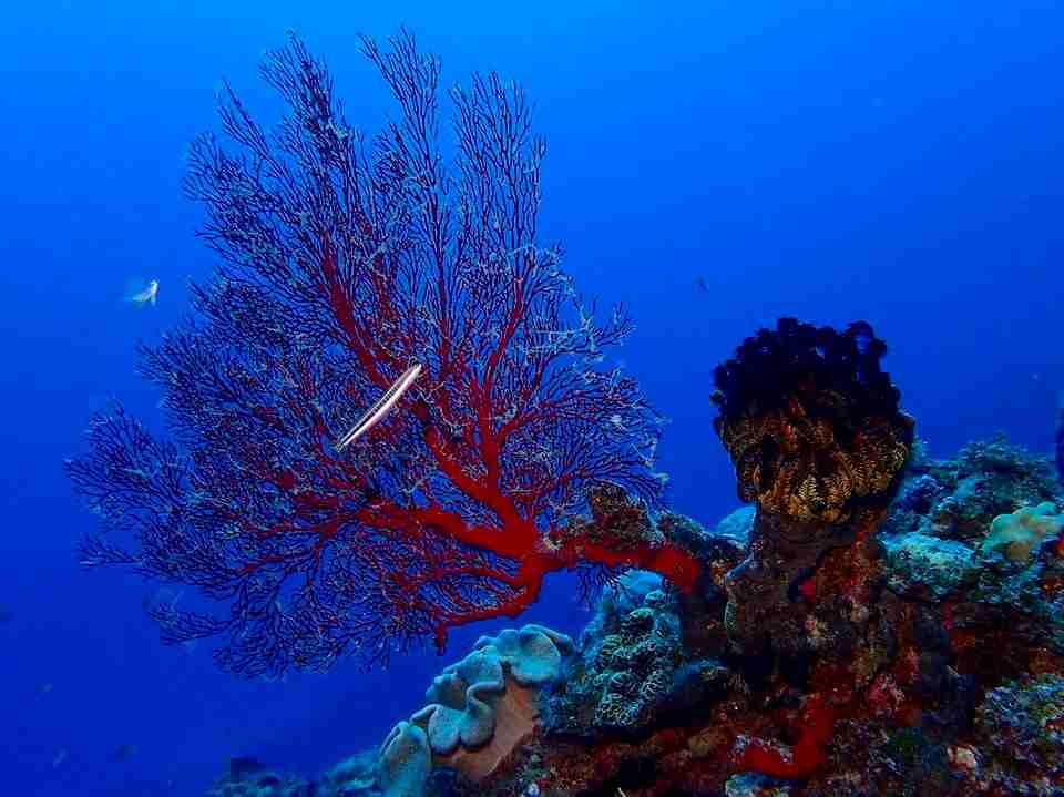 綺麗な海中の写真が集まるトピ