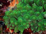 綺麗な海中の写真が集まるトピ
