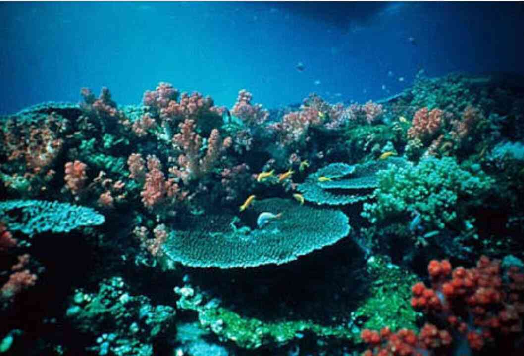 綺麗な海中の写真が集まるトピ