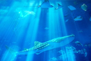 綺麗な海中の写真が集まるトピ