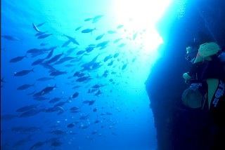 綺麗な海中の写真が集まるトピ