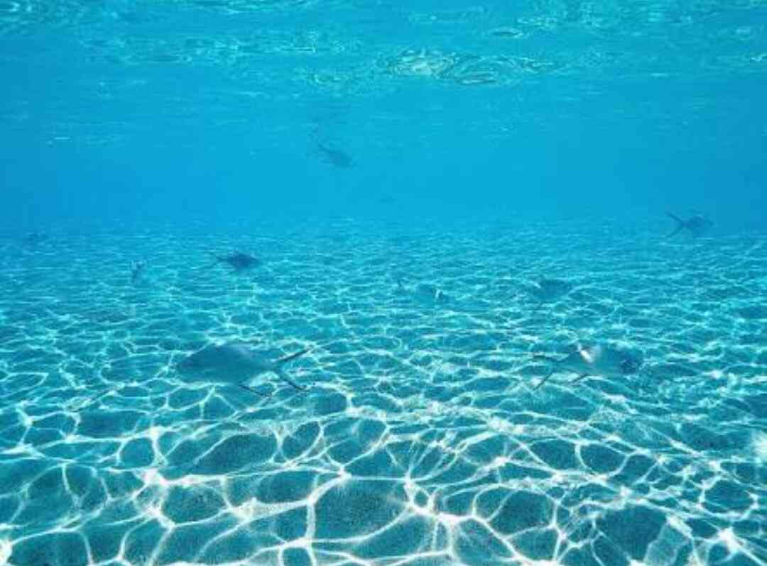 綺麗な海中の写真が集まるトピ