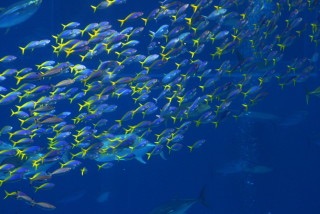 綺麗な海中の写真が集まるトピ